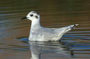 Mouette pygmée