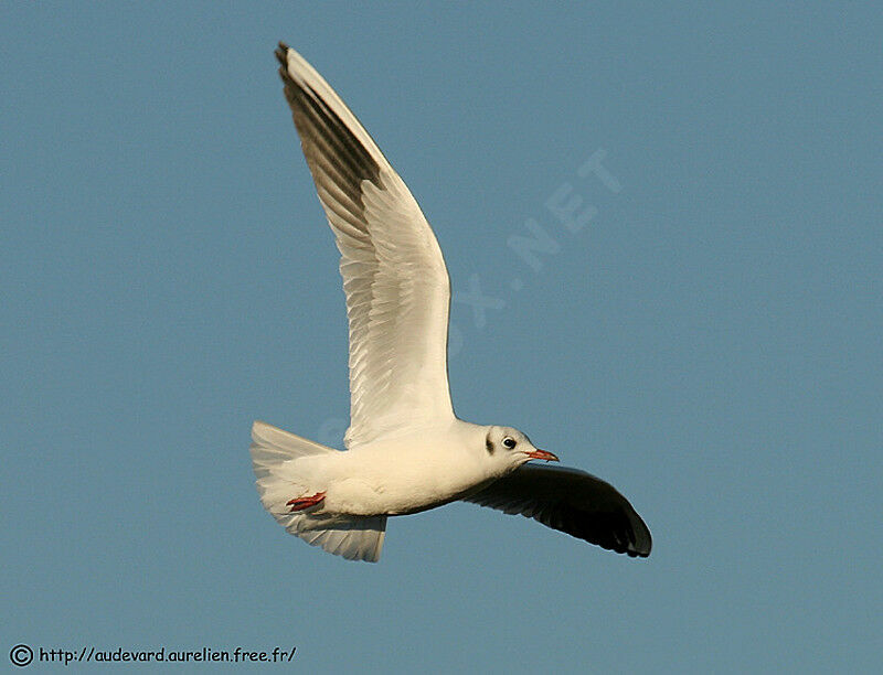 Mouette rieuse