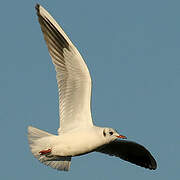 Mouette rieuse