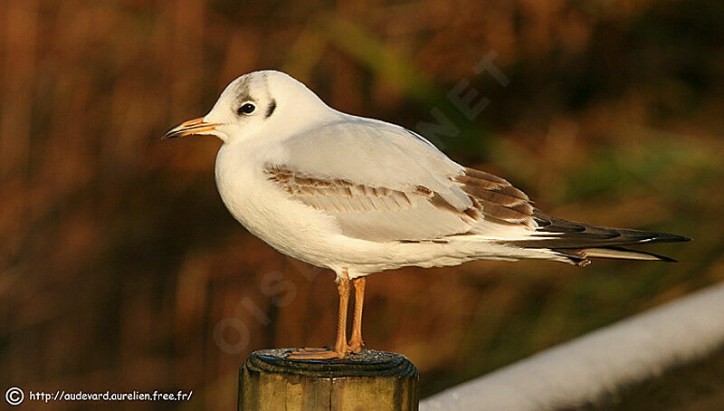 Black-headed Gulljuvenile