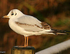 Mouette rieuse