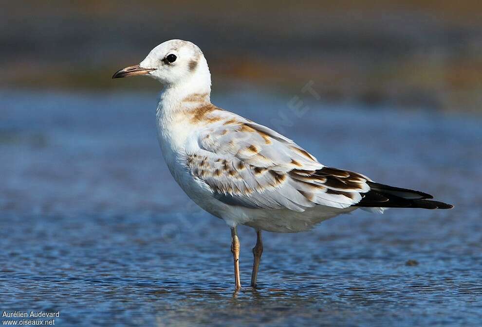 Black-headed Gulljuvenile, identification