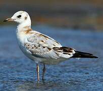 Mouette rieuse