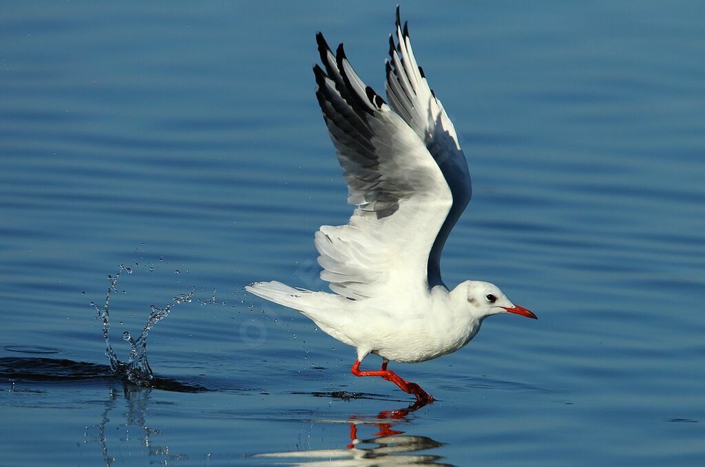 Black-headed Gulladult post breeding