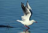 Mouette rieuse