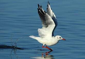 Mouette rieuse