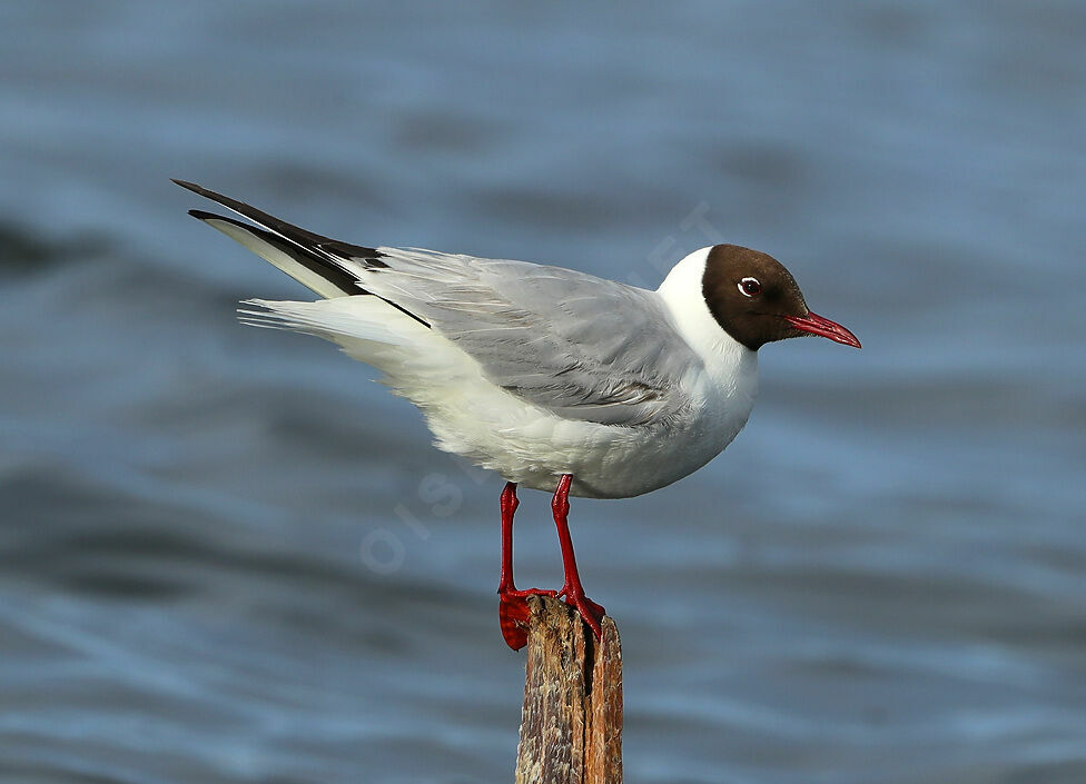 Mouette rieuseadulte nuptial, identification