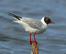 Mouette rieuse