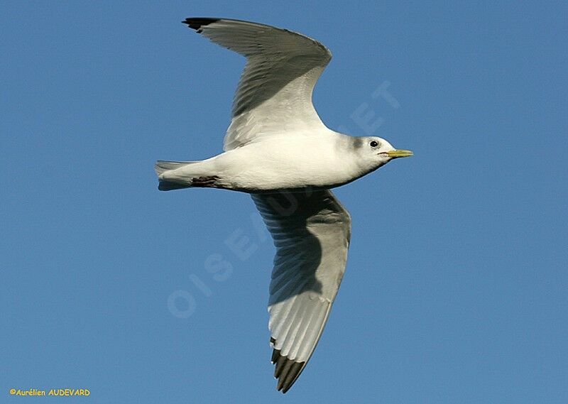 Black-legged Kittiwake