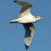 Black-legged Kittiwake