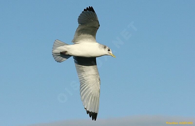 Black-legged Kittiwake