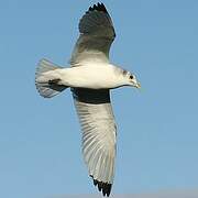 Black-legged Kittiwake