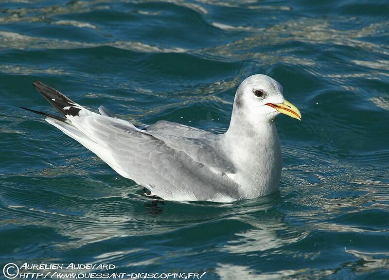 Mouette tridactyle, identification