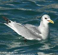 Black-legged Kittiwake