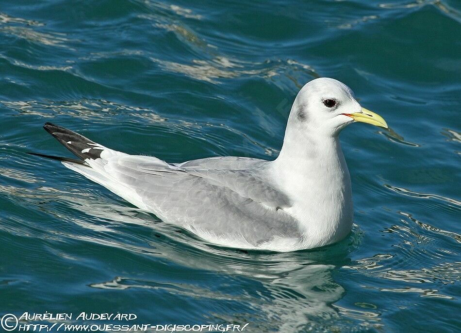 Black-legged Kittiwake, identification