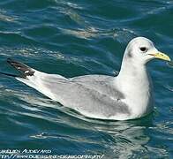 Black-legged Kittiwake