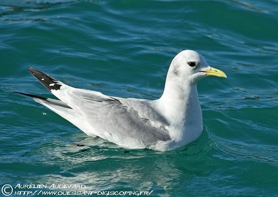 Mouette tridactyleadulte