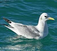 Black-legged Kittiwake