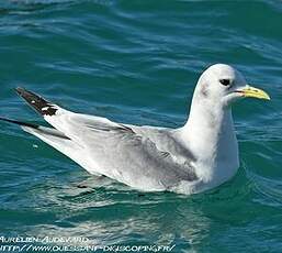 Mouette tridactyle