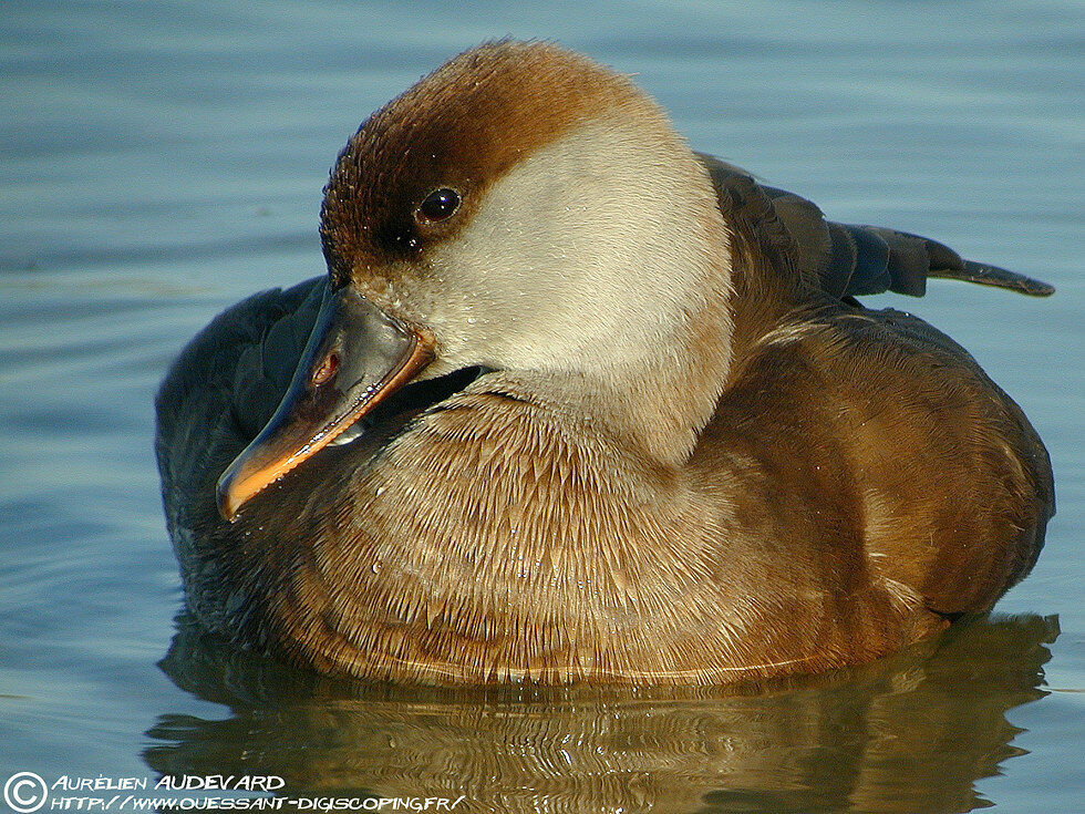 Red-crested Pochard