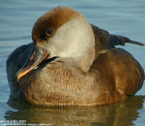 Red-crested Pochard