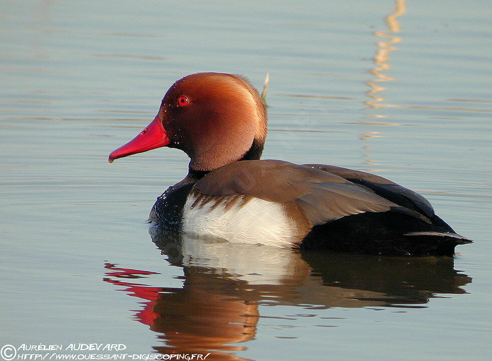 Nette rousse mâle adulte nuptial