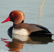 Red-crested Pochard