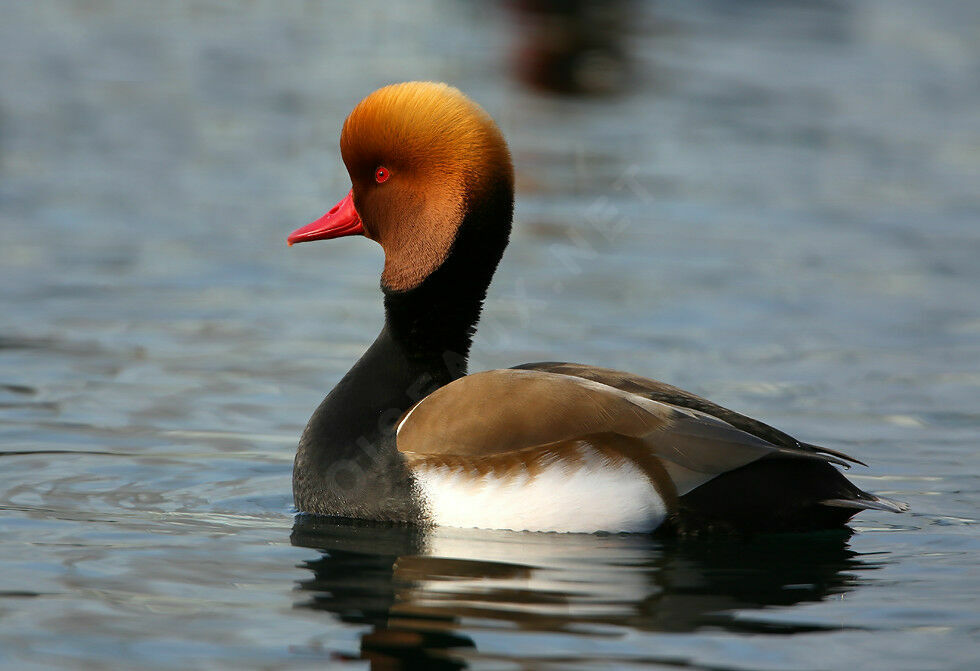 Red-crested Pochard