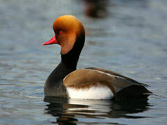 Red-crested Pochard