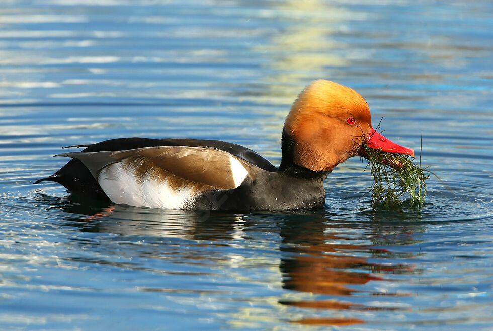 Nette rousse