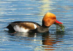 Red-crested Pochard