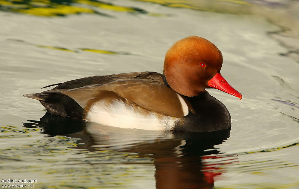 Red-crested Pochard male