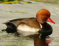 Red-crested Pochard