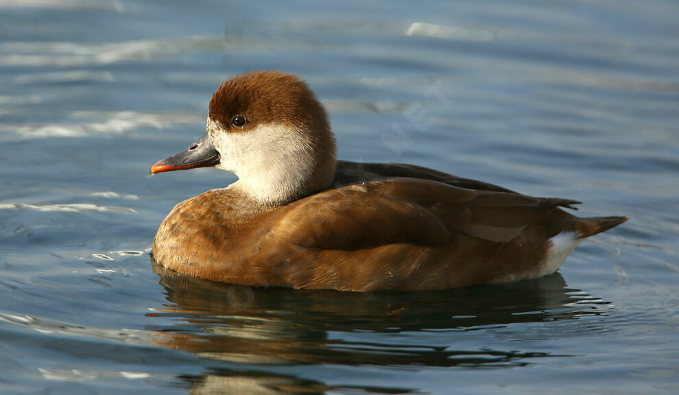 Red-crested Pochard female adult breeding, identification