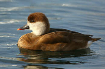 Nette rousse