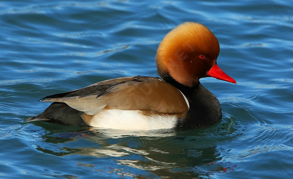 Red-crested Pochard male adult breeding