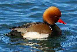 Red-crested Pochard