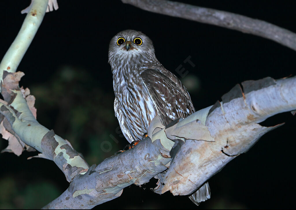 Barking Owl