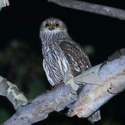 Barking Owl