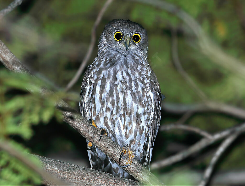 Ninoxe aboyeuse femelle adulte, identification