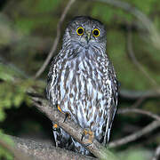 Barking Owl