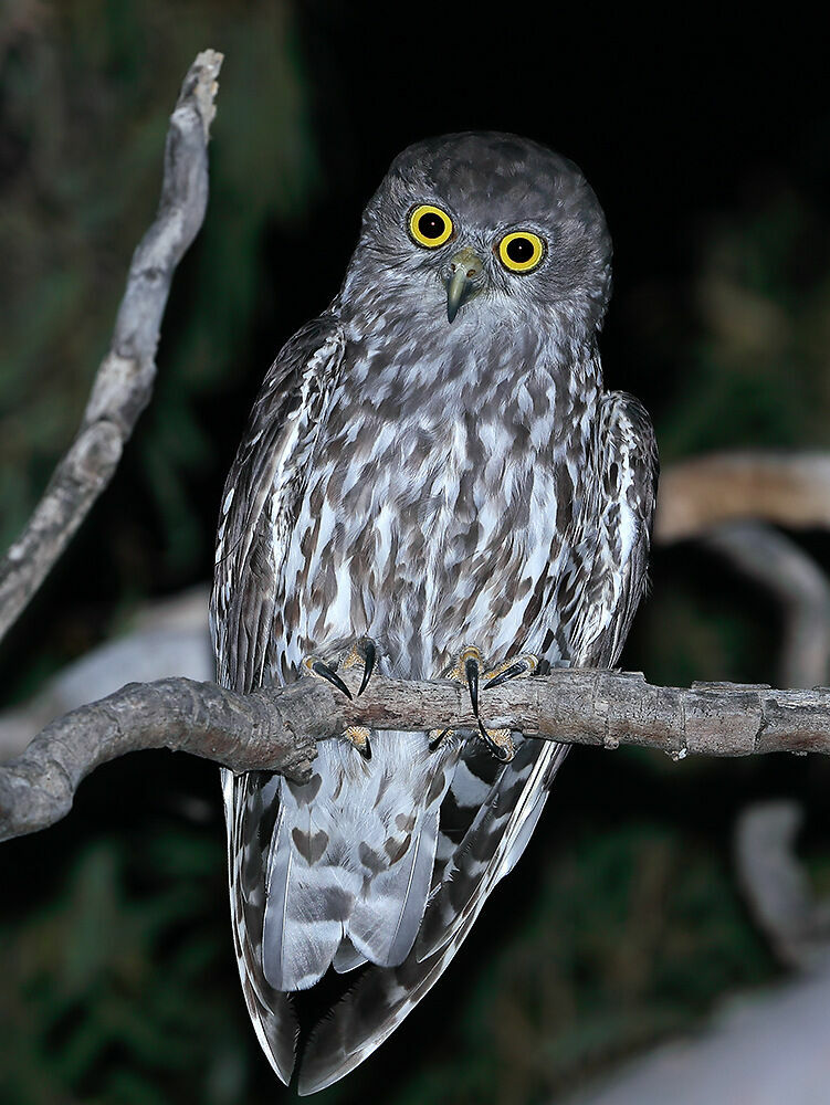 Ninoxe aboyeuse femelle, identification