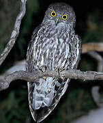 Barking Owl