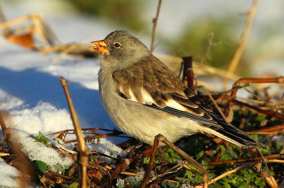 Niverolle alpine