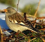 White-winged Snowfinch