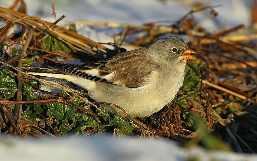 White-winged Snowfinch