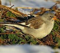 White-winged Snowfinch