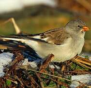 White-winged Snowfinch