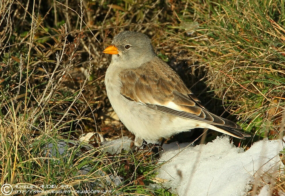 White-winged Snowfinch