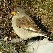 White-winged Snowfinch